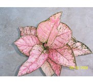 Ruby Super Pink Induk