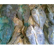 Boki (kk tua) Besar