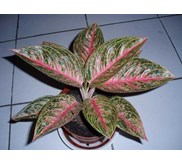 Aglaonema Legacy