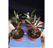 Dorstenia Crispa, Rata2 bercabang