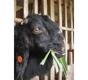 kambing peranakan etawa