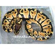 Pastel Ball Python