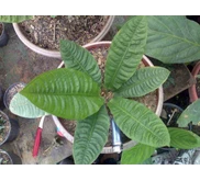 Reflexinervium Indukan Kontes Form
