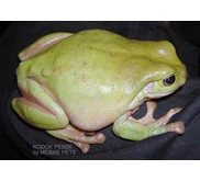 Kodok pesek - Dummy frog - Litoria caerulea