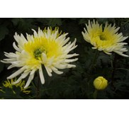 WHITE CRISANT