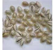 White Cowries