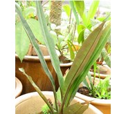 LABISIA PUMILA/ KACIP FATIMAH FROM WILD