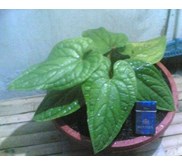 Anthurium Sirih (SOLD OUT)