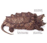 [ SOLD OUT] ALLIGATOR SNAPPING