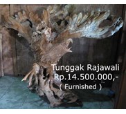 Tunggak Kayu Jati - Rajawali