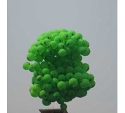 Baloon Branding