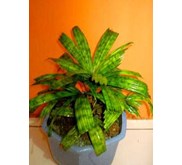 Palm/Palem- Licuala Mattanensis var Mapu (SOLD)