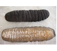 Sea Cucumber Sand Fish / Teripang Gosok