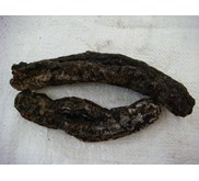 Teripang Duyung
