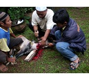 kambing aqiqah