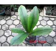 Palem/Palm - Johannesteijsmannia altifrons -SOLD [B]