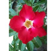 Merah