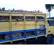 Ayam Kampung ( Hidup)