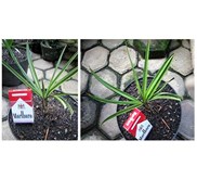 Palm/Palem - Copernicia Macroglossa
