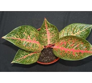 TIARA SUPER 6 DAUN