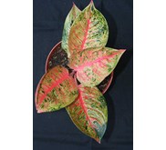 TIARA SUPER 6 DAUN