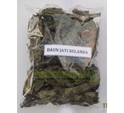 Daun Jati Belanda