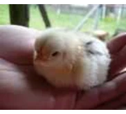 Bibit ayam 
