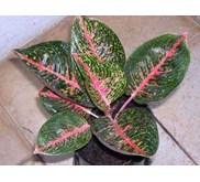 Aglaonema - Adelia
