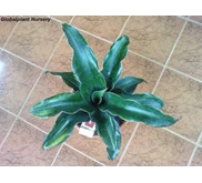 Sansevieria Dawei varigata big.