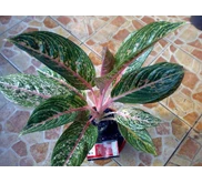 Induk JT 2000 (Terjual - Makasar )