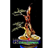 Bonsai Kaliage/ sisir