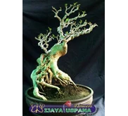 Bonsai Ampelasan