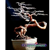 Bonsai Asem