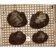 : Kerang bulu / Feather clam
