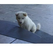 Anjing Kintamani