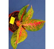 Aglaonema Sexy Pink