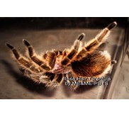 Rose hair tarantula