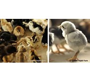 Bibit Unggas Buras, DOC Ayam Kampung, DOC Kampung Super, DOC Ayam Arab, DOD Bebek ( Itik) , DOQ Puyuh