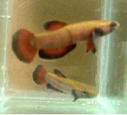 Betta Albimarginata