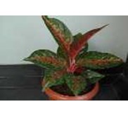 AGLAONEMA HOT LADY