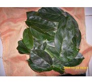 CINCAU PERDU~ Premna oblongifolia Merr ~ Indonesian Tanaman Cincau perdu, Cincau Hijau, Camcau hijau pohon 10kg * * SMS= + 6281-32622-0589 * * SMS= + 6281-901-389-117 * * nurida479@ rocketmail.com