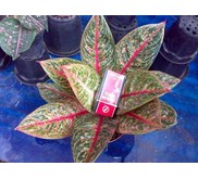 Diana 11 daun (Terjual)