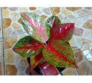 Yoanna/Treasure of Siam (Terjual)