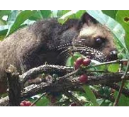 Kopi Luwak Asli