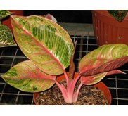 Aglaonema Hughes 5 Leafs