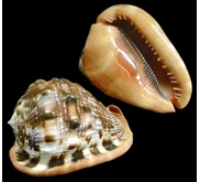 Raw Sea Shell Material_Cassis Rufa