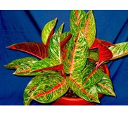 Aglaonema Arimbi Majemuk