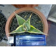 Pinguicula Varigata
