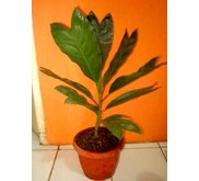 Palm/ Palem - Metallica/ Chamaedorea