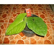 ANTHURIUM SIRIH